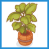 Monstera