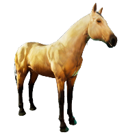 Palomino Horse Skin