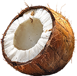 Coconut