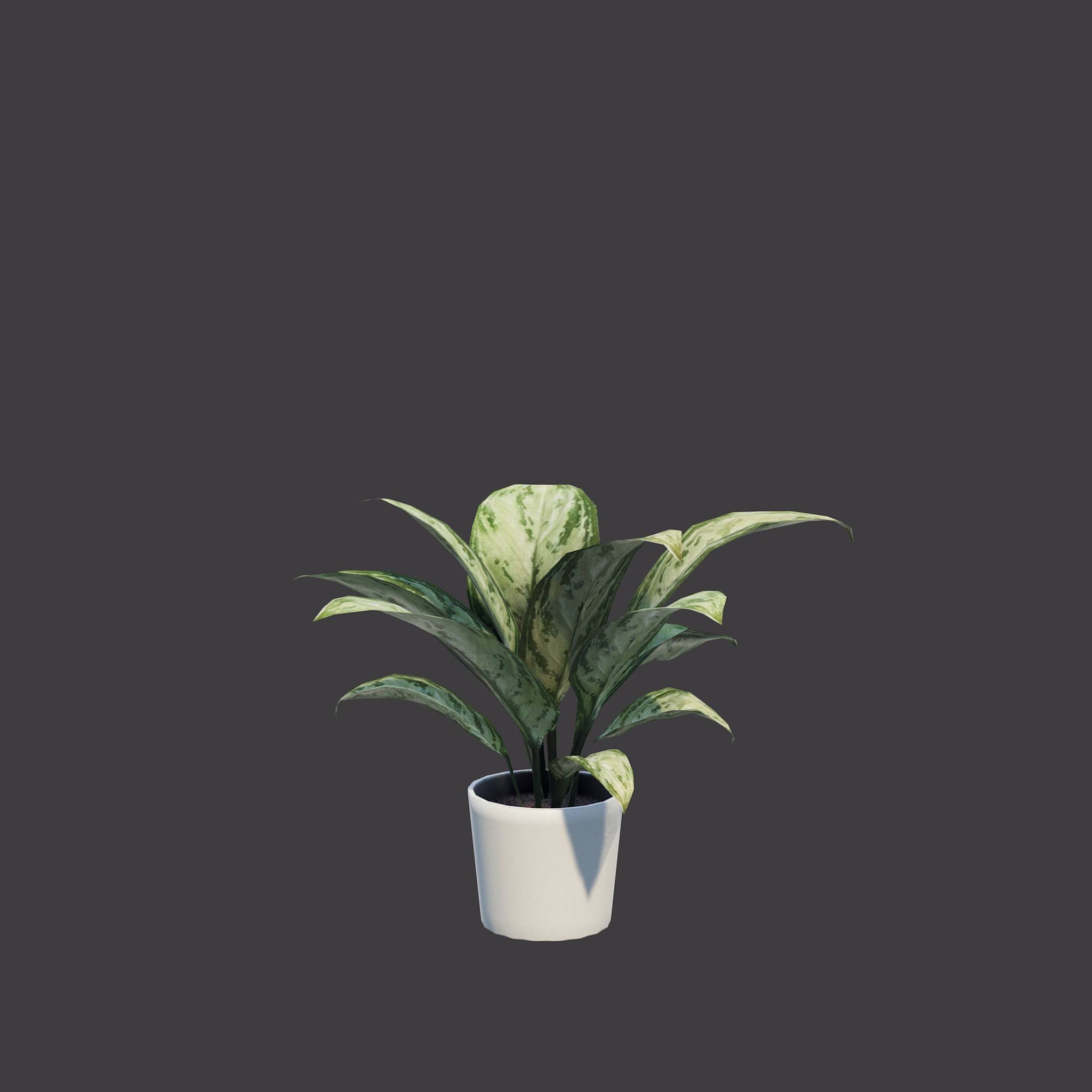 Plant Interior Aglaonema