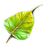 Purified Leaf