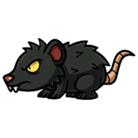 Rat