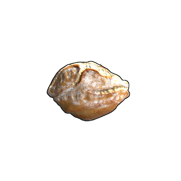 Sourdough Bread