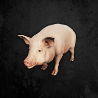 Pig