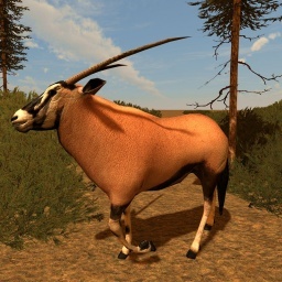 Gemsbock Antelope