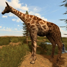 Giraffe